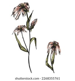 handgezeichnete, raue Skizze Wildblume, Blumengrafik