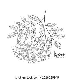 Hand drawn rowan bunch berries. Vintage botanical engraving illustration. Can be used for label, greeting cards, postcards, tag, flyer, packaging design cosmetics or eco product.