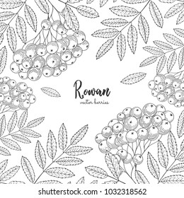 Hand drawn rowan bunch berries. Vintage botanical engraving illustration. Detailed frame for label, greeting cards, postcards, tag, flyer, packaging design cosmetics or eco product