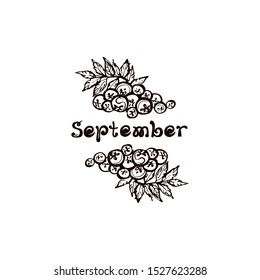 Hand drawn rowan with handwritten text isolated on white background. Inscription: September