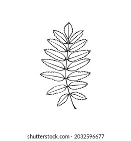 Handgezeichnete Blattumrisse. Line Art Stil einzeln auf weißem Hintergrund.