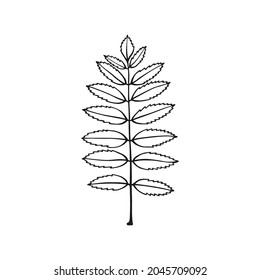Hand drawn rowan leaf outline. Line art style isolated on white background.