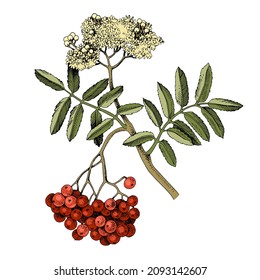 Hand drawn rowan with red berries and blossoms