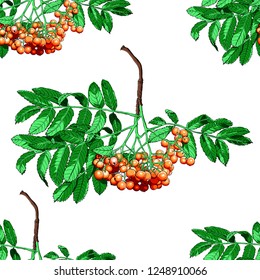 Hand drawn rowan tree seamless pattern isolated on white background