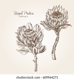 Hand drawn Royal protea