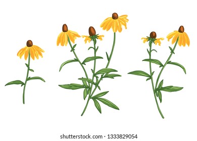 Hand Drawn Rudbeckia Flower Set. Line Drawing Vector. Botanical Artistic Line Design