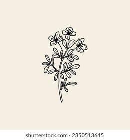 Hand drawn rue plant illustration