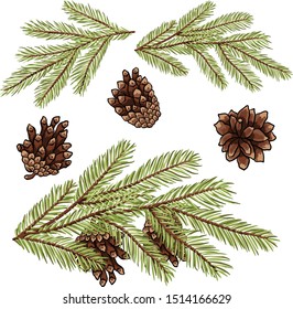 Hand drawn rustic design vector elements. Forest collection of coniferous branches and pine cones isolated on white background. 