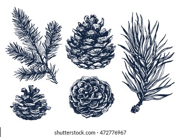 Hand drawn rustic design vector elements. Forest collection of coniferous branches and pine cones isolated on white background. Highly detailed ink art in engraved style