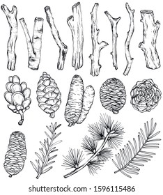 Hand drawn rustic Natural set of forest branches and cones, vector elements. Forest collection of coniferous branches and pine cones. Black and white
