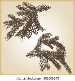 Hand drawn rustic vintage design vector elements. Forest collection of coniferous branches and pine cones isolated on brown background.