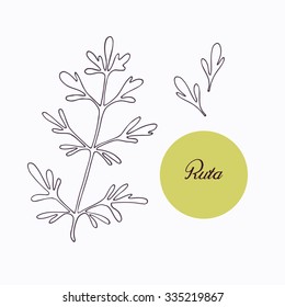 Hand drawn ruta or rue branch with leaves isolated on white. Hand drawn spicy herbs. Doodle cooking ingredient for design. Hand drawn seasoning. Vector illustration