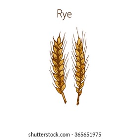 Hand drawn rye ears sketch. Vector illustration