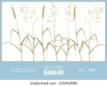 Hand drawn rye or wheat spikelets close up on white background.Wheat ear,organic grain.