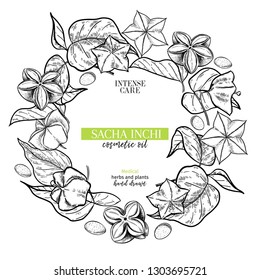 Hand drawn sacha inchi branch and fruits. Engraved vector banner. Moisturize and healing.Essential oil, aromatherapy, rich protein serum. Cosmetic package design, medicinal herb, treating, healthcare