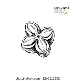 Hand drawn sacha inchi star capsula. Engraved vector illustration. Medical, cosmetic plant. Moisturizing serum,essential oil. For cosmetics, medicine, treating, aromatherapy package design skincare.