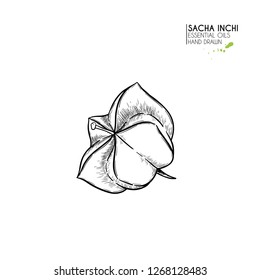 Capsula de la estrella de sacha inchi dibujada a mano. Ilustración vectorial grabada. Planta médica, cosmética. Sérico hidratante, aceite esencial. Para cosméticos, medicina, tratamiento, aromaterapia diseño de la piel.