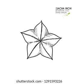 Hand drawn sacha inchi star capsula. Engraved vector illustration. Medical, cosmetic plant. Moisturizing serum,essential oil. For cosmetics, medicine, treating, aromatherapy package design skincare.