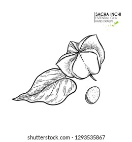 Hand drawn sacha inchi star capsula. Engraved vector illustration. Medical, cosmetic plant. Moisturizing serum,essential oil. For cosmetics, medicine, treating, aromatherapy package design skincare.