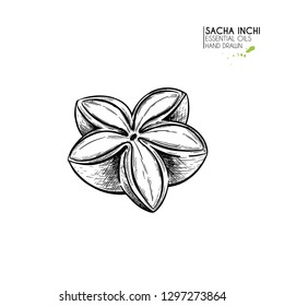 Hand drawn sacha inchi star capsula. Engraved vector illustration. Medical, cosmetic plant. Moisturizing serum,essential oil. For cosmetics, medicine, treating, aromatherapy package design skincare.