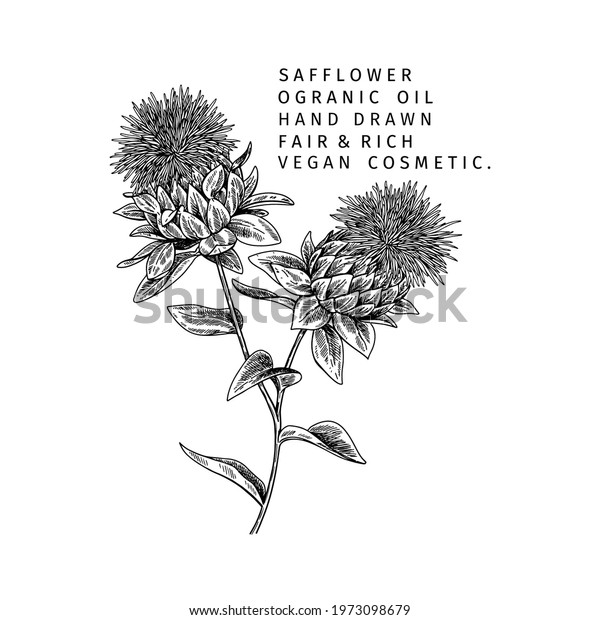 Hand drawn safflower branch. Vector engraved\
illustration. Spicy aromatic herb. Food ingredient, aromatherapy,\
cooking. For cosmetic package design, medicinal plant, treating,\
healthcare