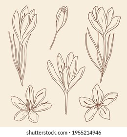 Hand drawn saffron illustration. Botanical design