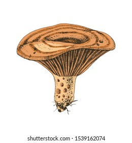 Hand drawn Saffron Milk Cap mushroom. Vector illustration