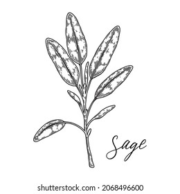 Hand drawn sage branch. Vector illustration in sketch style
