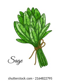 Hand drawn sage bunch. Vector illustration in colored sketch style