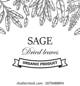 Hand drawn sage design. Vector illustration in sketch style