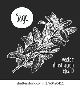 Hand drawn sage illustration. Vector herb sketch on chalk board.