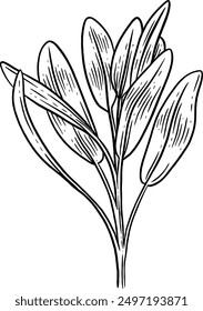 Hand drawn Sage Leaves Sketch Illustration