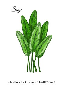 Hand drawn sage leaves. Vector illustration in colored sketch style