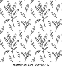 Hand drawn sage seamless pattern. Vector illustration in sketch style