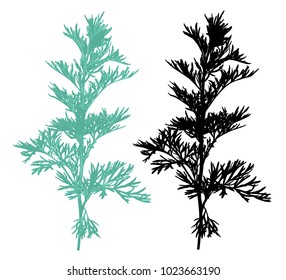 Hand Drawn Sagebrush Silhouette Isolated On White Background. Elegant Wild Plants For Your Design. Vector Illustration.