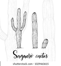 Hand drawn saguaro cactus, sketch style vector illustration isolated on white background. Wild floral exotic tropical plant. Black and white of saguaro cactus, side view.