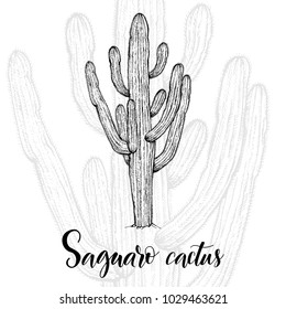 Hand drawn saguaro cactus, sketch style vector illustration isolated on white background. Wild floral exotic tropical plant. Black and white of saguaro cactus, side view.