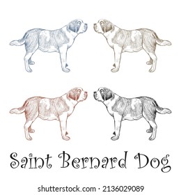 Hand Drawn Saint Bernard Dog Vector Illustration
