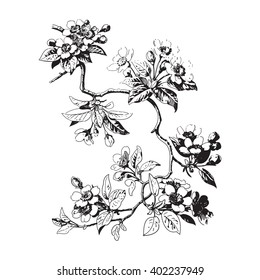 Hand drawn sakura branch. Background with blossom cherry tree branches. Botanical twig of leaves and flowers on white background. Vector illustration