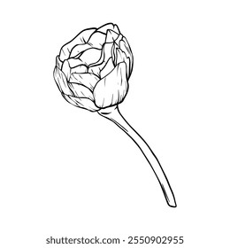 Hand drawn Sakura bud in doodle style painted by black inks. Vector black line leaf. Sketch outline art illustration for design for greeting cards and invitations of the wedding, birthday