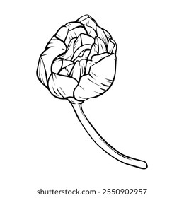 Hand drawn Sakura bud in doodle style painted by black inks. Vector black line leaf. Sketch outline art illustration for design for greeting cards and invitations of the wedding, birthday