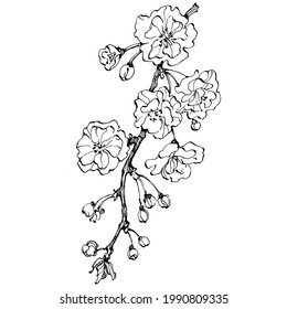 Hand drawn Sakura floral logo, frame, border, promo element. Brand emblem template. Minimalistic monogram. Rustic elegant trademark or logotypes background.