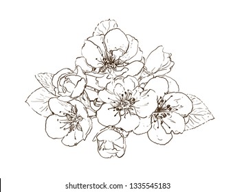 hand drawn sakura flowers. tree blossom on white line art vector illustration