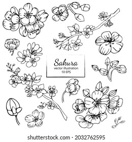 Sakura dibujada a mano aislada sobre fondo blanco. Colección floral de líneas en blanco y negro. Esbozar elementos de flores. Ilustración vectorial.