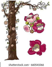 Hand drawn Sal tree isolate vector,cannonball tree tropical flowers in blossom on a branch,Tree of Buddha born