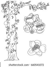 Hand drawn Sal tree isolate vector,cannonball tree tropical flowers in blossom on a branch,Tree of Buddha born