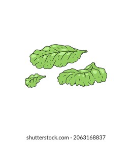Hand drawn salad, colored sketch vector illustration isolated on white background. Lettuce leaves ingredient for cooking. Healthy vegetable food for menu design.