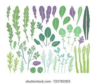 Hand drawn salad greens and leaves isolated on white background in unique trendy organic style. Vector illustration for menu design, packaging, cooking book.