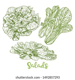 Hand drawn salads set in sketch style. Fresh green leaves of salad hand made, retro illustrations. Vector artwork isolated on white background. Farmers product.