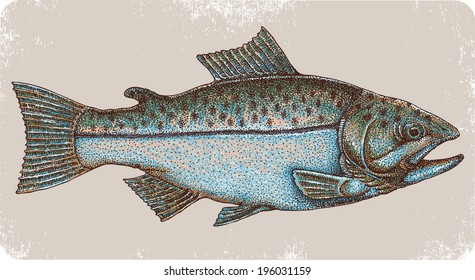 Hand drawn salmon.